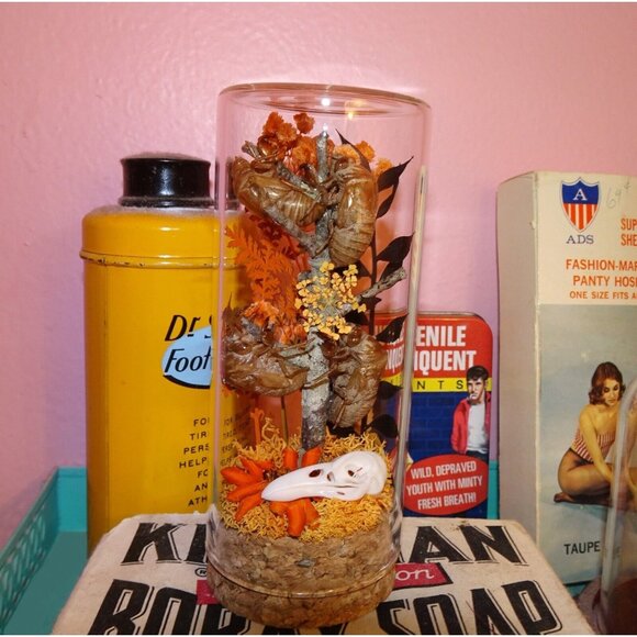 Cicada Skins Autumn Flowers Nature Art Oddity Jar mini Raven Skull goth witchy - Picture 13 of 16